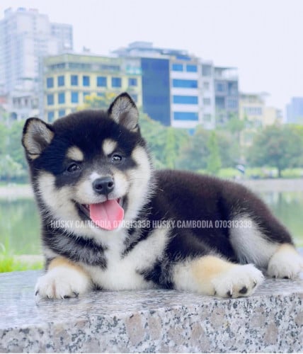 Shiba Inu pure breed. Grow up fat not skinny