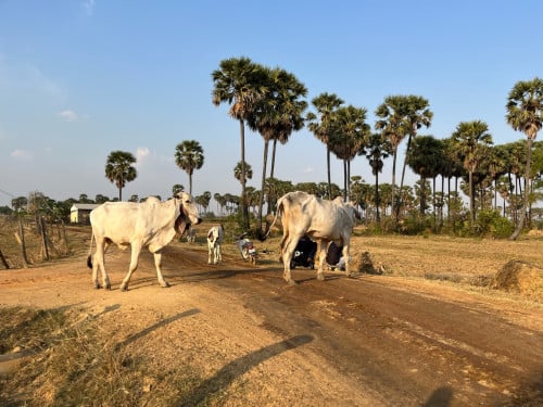 Land for sell at Kompong speur