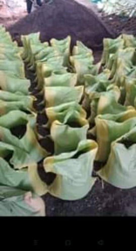 ដីជីដាំដំណាំ