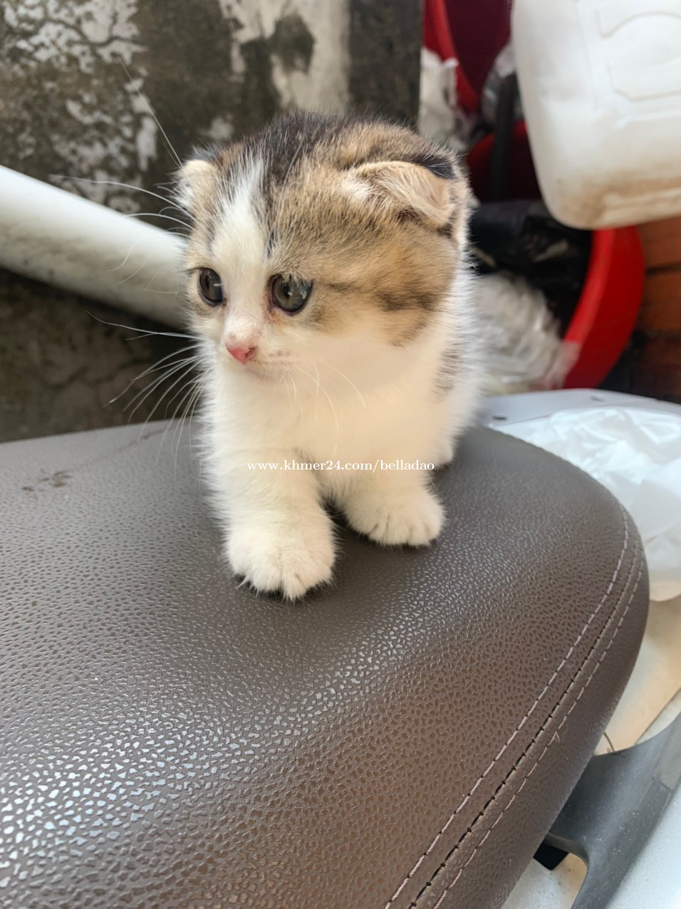 Munchkin cat bicolor Price 480.00 in Kaoh Dach, Cambodia Bella Dao