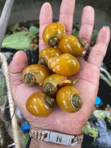 1kg 80$ / แแแแแแถแแแแแปแ / Golden Apple Snail