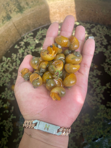 1kg 80$ / ខ្យងមាសជប៉ុន / Golden Apple Snail