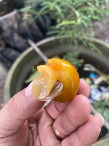 1kg 80$ / ខ្យងមាសជប៉ុន / Golden Apple Snail
