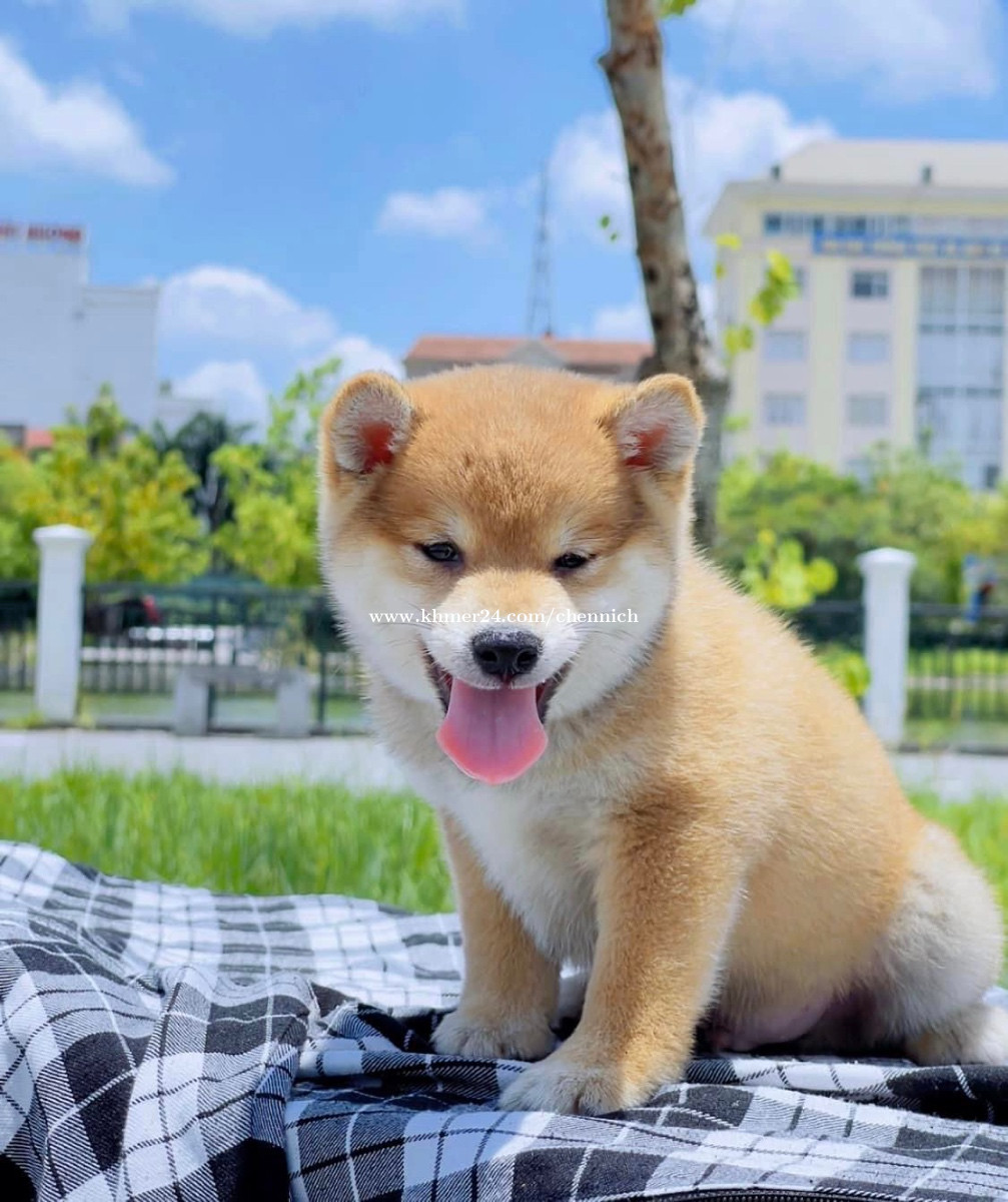 Shiba-Inu Male Cute Boy 2 Month Old 2 Vaccine 💉 Pre Order 2 Day For  Shipping ❤️😍 Price $1150.00 In Chbar Ampov Pir, Chbar Ampov, Phnom Penh,  Cambodia - Mr Sokly | Khmer24.Com