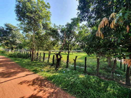 ដីលក់បន្ទាន់មានទំហុំចាប់ពី 10m x 30m