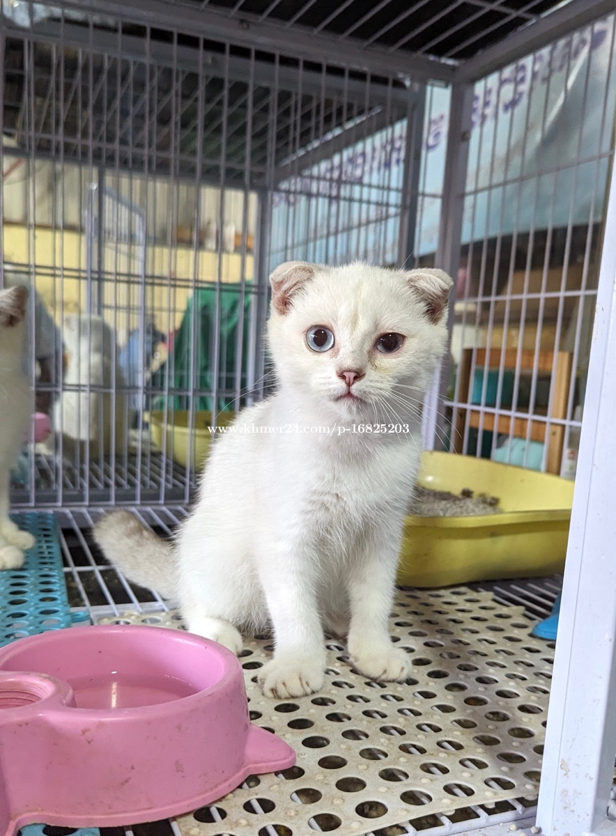 Scottish Fold cat Price $220.00 in Boeng Tumpun 2, Cambodia - Mithora