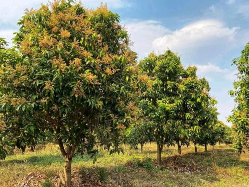 លក់ចំការស្វាយ ប្លង់រឹង