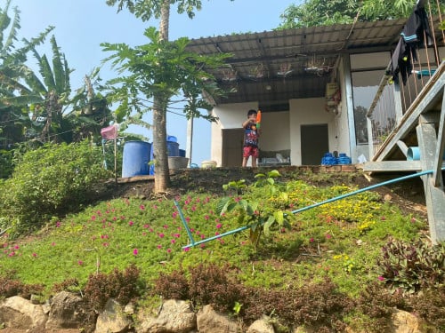 ដីចម្ការលក់បន្ទាន់ 11Ha មានដំណាំស្រាប់