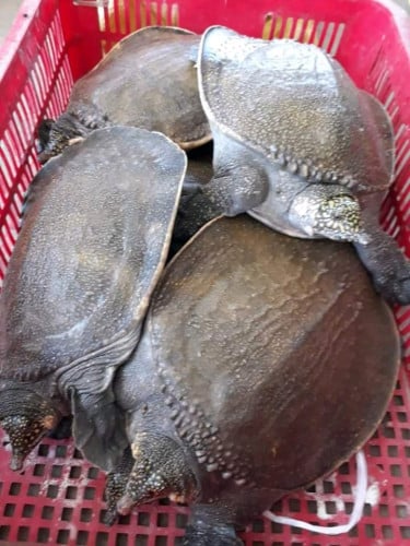 លក់កន្ធាយគ្រប់ខ្នាត់សៀមរាប