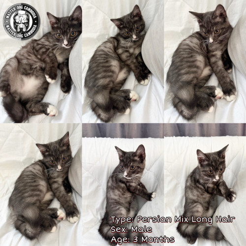 Persian Mix Short Hair Price 90.00 in Snao, Cambodia HengHeng 168