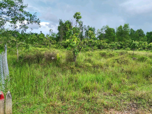 ដីលក់​ មានបង្កាន់ដៃ land for sale Kampot, Mak Prang, Hard​ ​Title receipt