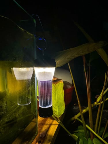 អំពូលភ្លេីង​ ពិល​ ដេីរព្រៃ