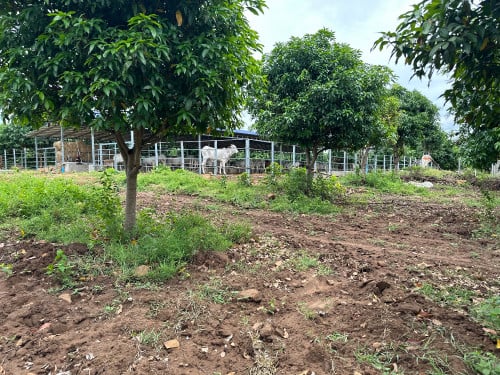 ដីលក់បន្ទាន់ កុងត្រាជួលត្រឡប់មកវិញរយះពេល5ឆ្នាំ