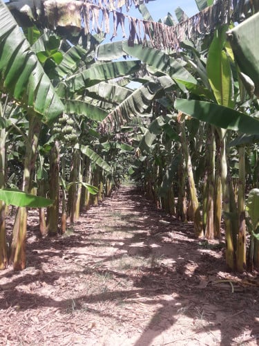 $3X/m2 for 10000 m2 Hard-Title Land on big road close to new 3rd Ring Road