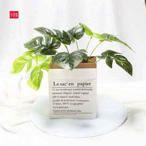 ដើមរុក្ខជាតិជ័រ តាំងលំអហាង និងបន្ទប់