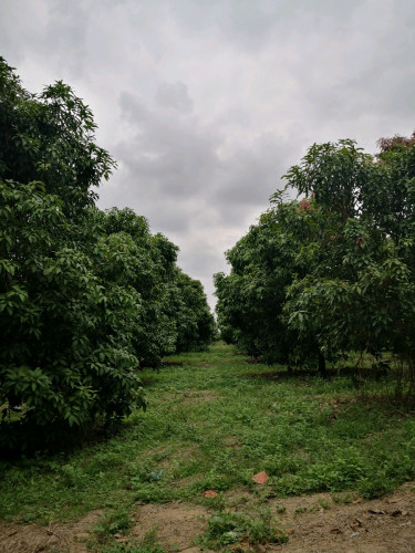 ដីចំការស្វាយ លក់ប្រញាប់ មានប្លង់រឹង ដីជាប់អូរ ចំហៀងដីជាប់ប្រឡាយ ខាងមុខជាប់ផ្លូវភូមិ