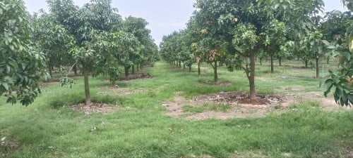 Land for sale (ស្វាយកែវរមៀត)