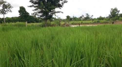 លក់ដីភូមិ បន្ទាន់!ក្បាលដី 15m× បណ្ដោយ 80m កាលមុន ដាក់លក់តម្លៃ 6000$   ។