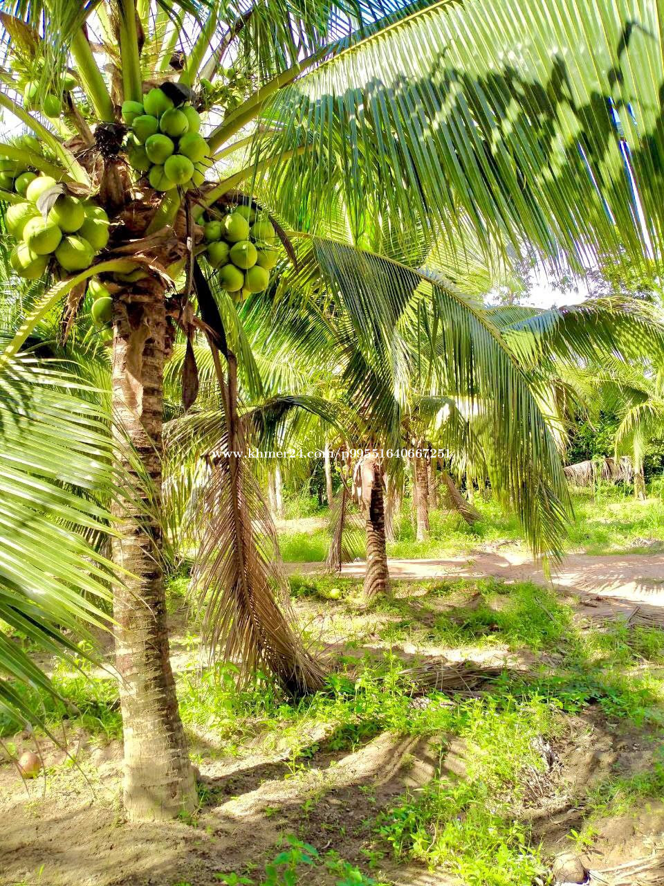2-m2-30-price-2-00-in-basedth-basedth-kampong-speu