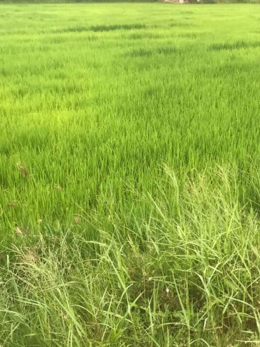 កំពង់ចាម