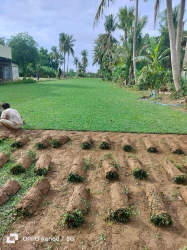 លោកអ្នកចង់បានស្មៅធម្មជាតិស្រស់ស្អាតក្រាស់ៗដាក់នៅតាមសួនច្បារឬមុខផ្ទះឬកន្លែងផ្សេងៗ