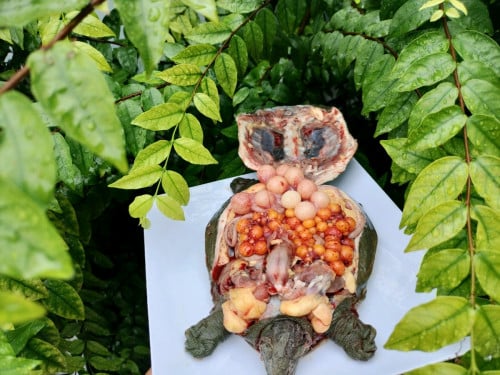 បោះដុំលក់រាយកន្ធាយសៀមរាប