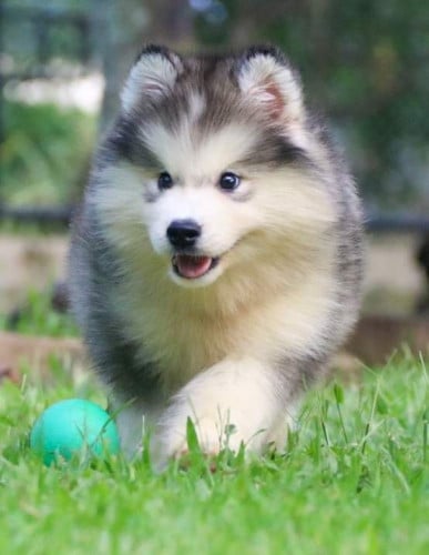 Alaska Giant pedigree paper .