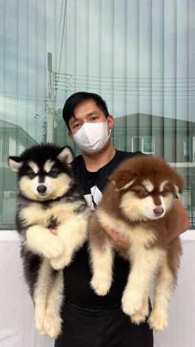 Alaska Giant VIP pedigree paper certificates