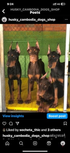 Doberman