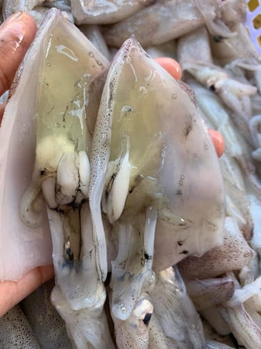 មឹកពងសុទ្ធខ្នាតធំ