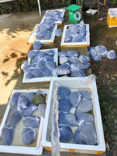 បោះដុំកន្ធាយញីពង់តម្លៃពិសេសសៀមរាប