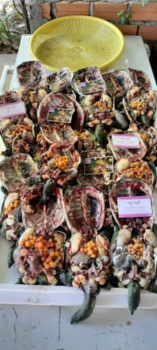 បោះដុំកន្ធាយខ្មែរគ្រប់ខ្នាតសៀមរាប