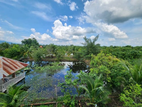 ដីចម្ការស្វាយលក់