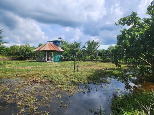 ដីចម្ការស្វាយលក់