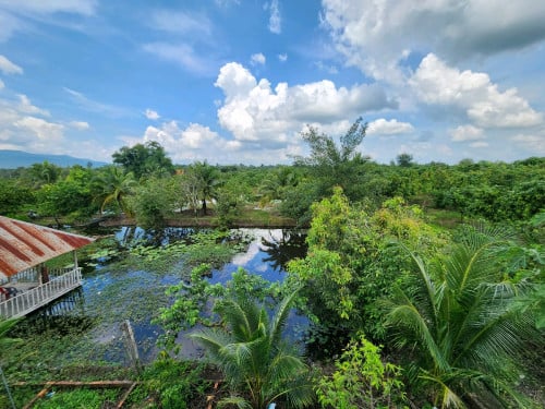 ដីចម្ការស្វាយលក់