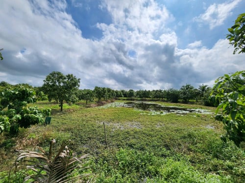 ដីចម្ការស្វាយលក់