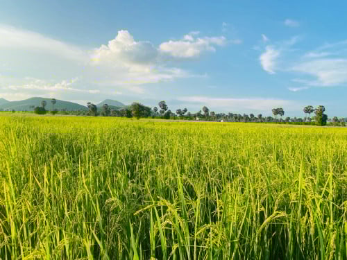 ដីលក់ទំហំលើសពី៤ហិចតា អាចទិញពង្រីកបន្ថែមបាន