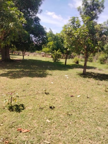 ដីលក់បន្ទាន់