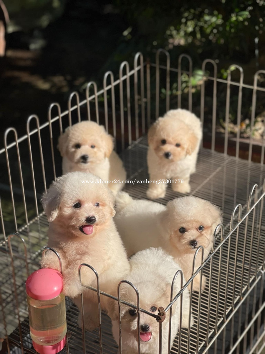 https://images.khmer24.co/23-11-17/poodl-toy-mini-have-boy-and-girl-very-cute-ud83d-ude0d-u2764-ufe0f-953205170020182487421302-b.jpg