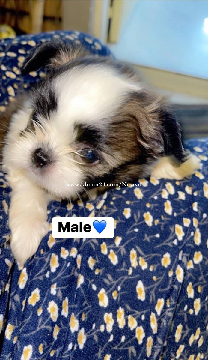 Shih tzu hot sale for $200