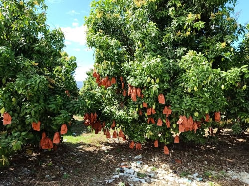 ដីចំការស្វាយលក់-Mango farm for sale Kiriroom mountian