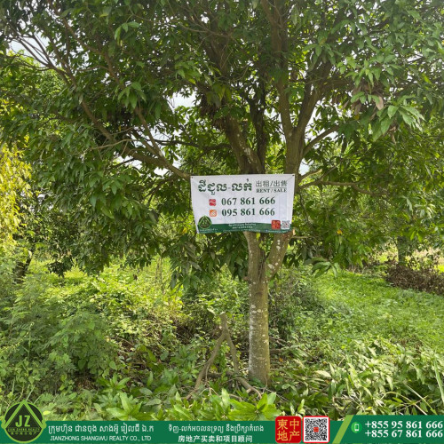 #ដីចំការស្វាយ លក់បន្ទាន់🎉🎉🎉