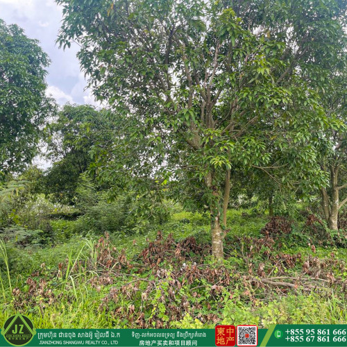 #ដីចំការស្វាយ លក់បន្ទាន់🎉🎉🎉