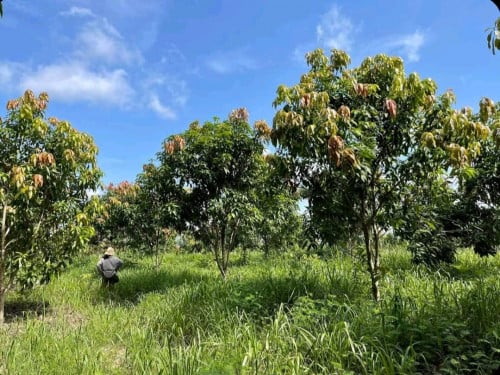 ដីចំការស្វាយលក់ ក្នុងមួយហិកតា5000$ មានចំនួន១០ហិកតា