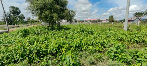 ដីកែងលក់ (ផ្លូវ51) 20m×30m