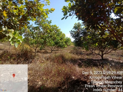 ដី2.ហិតាលក់តែ