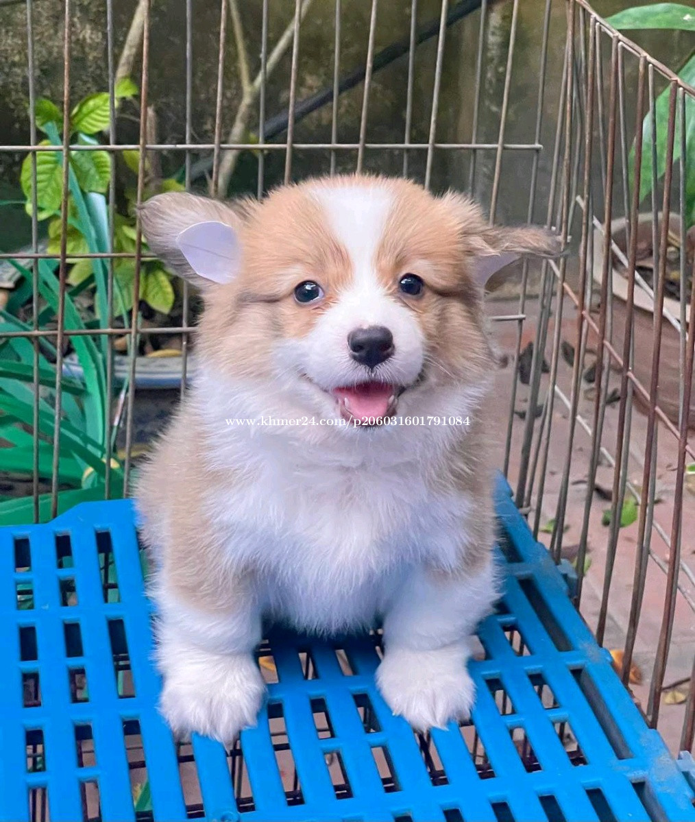 https://images.khmer24.co/23-12-14/corgi-long-hair-pre-order-one-day-arrived-528125170253936214606952-c.jpg