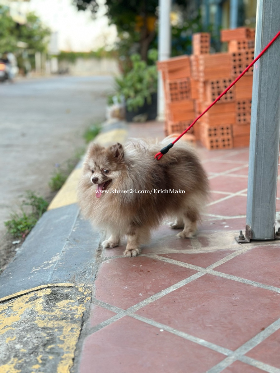 Pom Mini Male 1year Color Chocolate Merl Price In Boeng 40 OFF