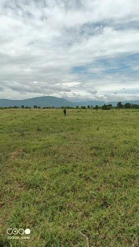 ដីចំការជួល