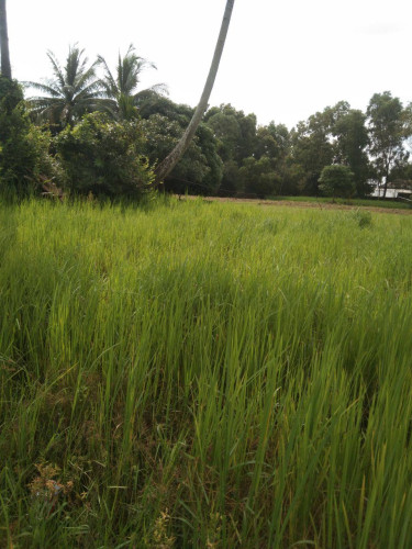 ដីក្រុងកែប លក់បន្ទាប់